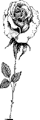 flower 03