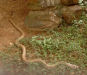 A snake at the safari park