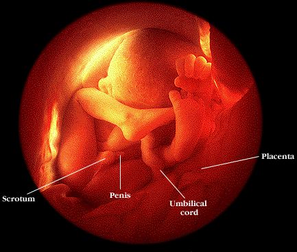 baby boy at 8 months