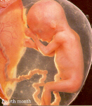 Baby at 4 months