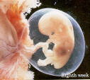 Foetus week 8