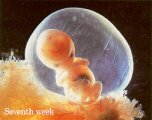 Foetus week 7