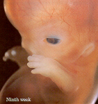Foetus week 9
